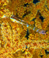   Pipe Fish Coral  